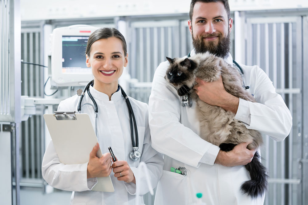 Urinary tract infection in cats – Signs and management